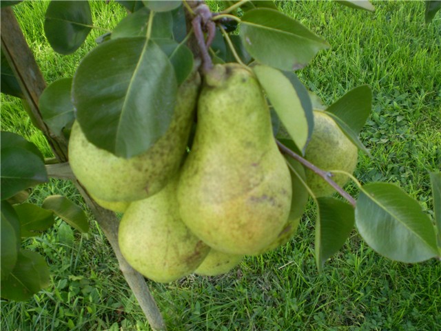 kruška